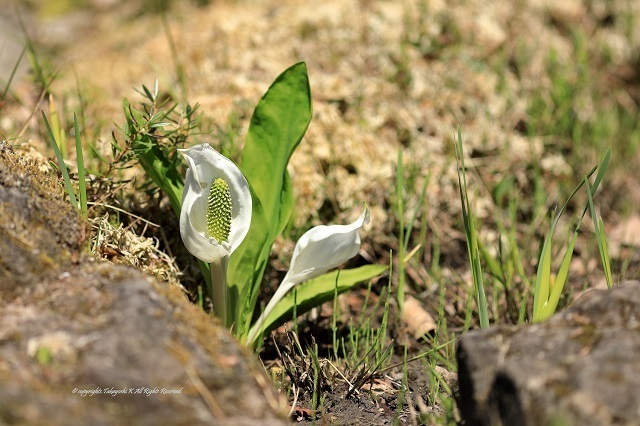 5D4_0154.jpg