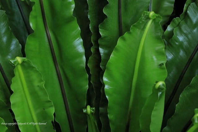 5D4_0228.JPG