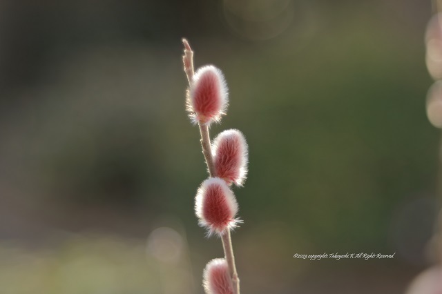 5D4_0417.JPG