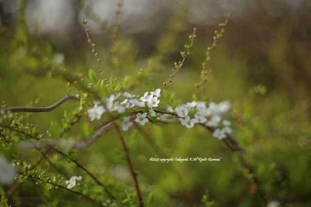 5D4_0512.JPG