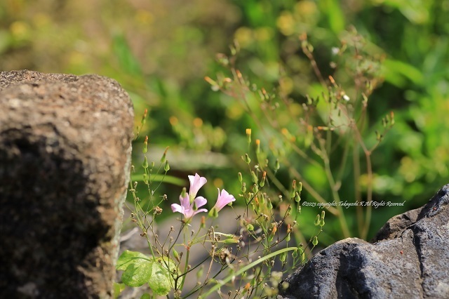 5D4_0728.JPG
