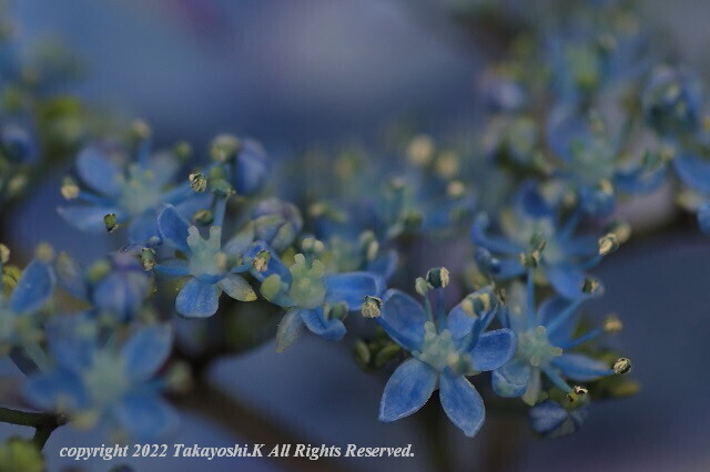 5D4_1088.JPG