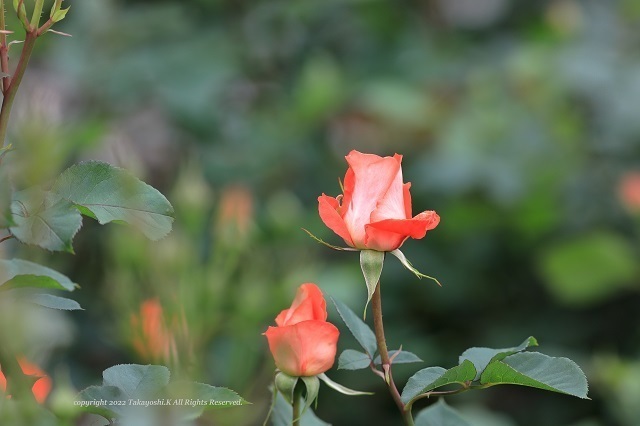 5D4_1149.jpg
