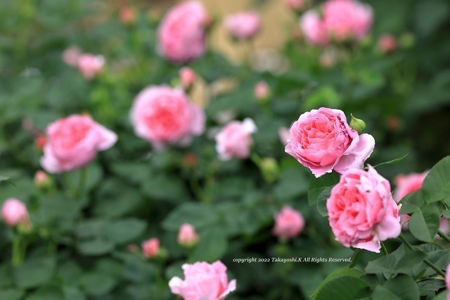 5D4_1151.jpg