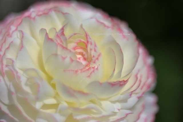 5D4_2175.jpg