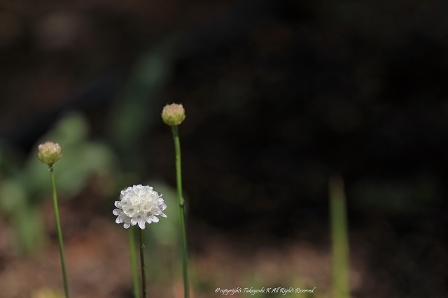 5D4_2238.jpg