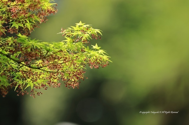 5D4_2261.jpg