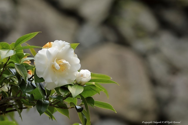 5D4_2424.jpg
