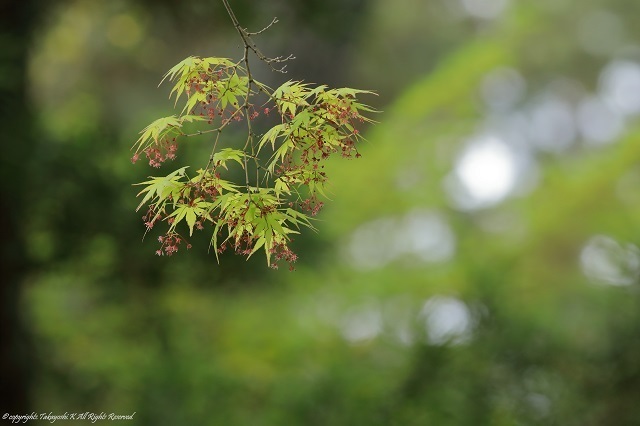 5D4_2434.jpg