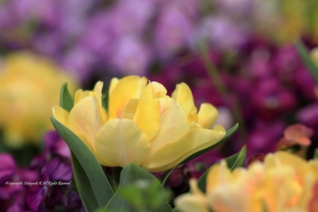5D4_2534.jpg