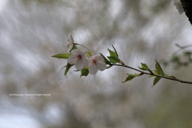 5D4_2652.JPG