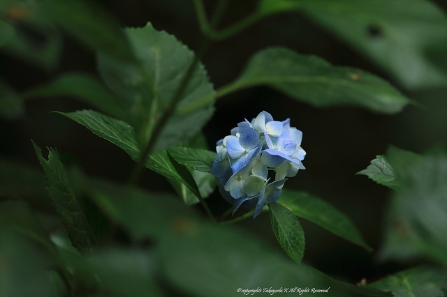 5D4_2653.jpg