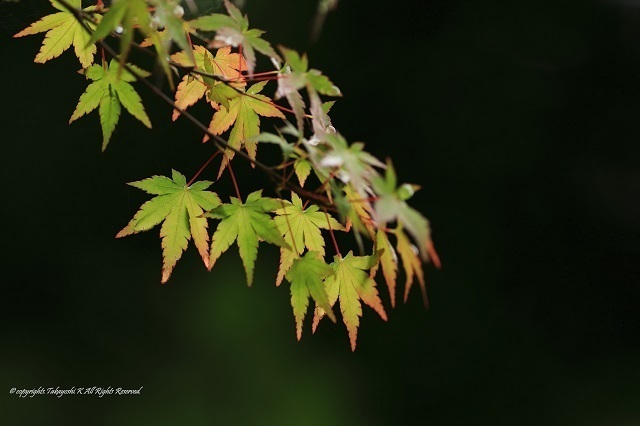 5D4_2664.jpg