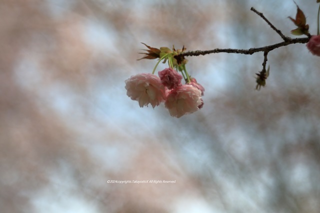 5D4_2751.JPG