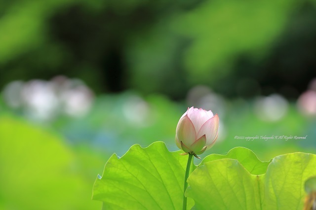 5D4_2818.JPG