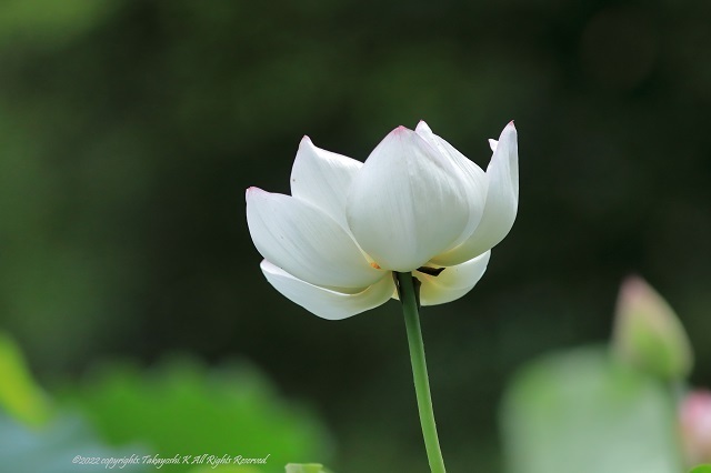 5D4_2961.jpg