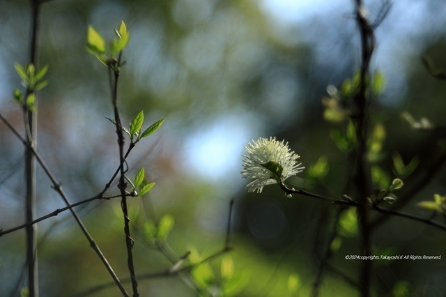 5D4_3000.JPG
