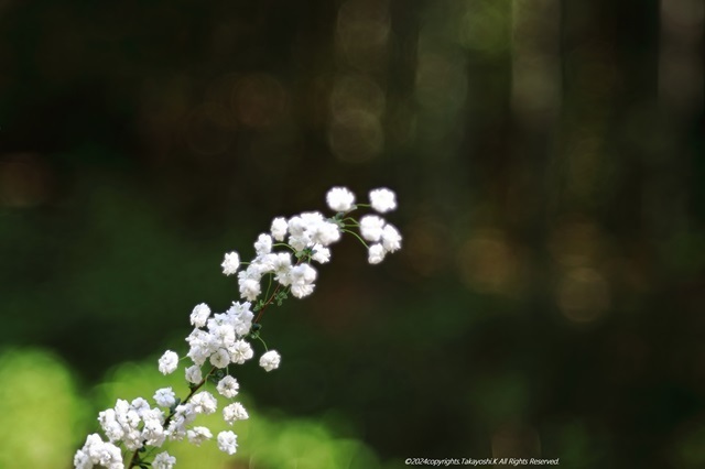 5D4_3019.JPG