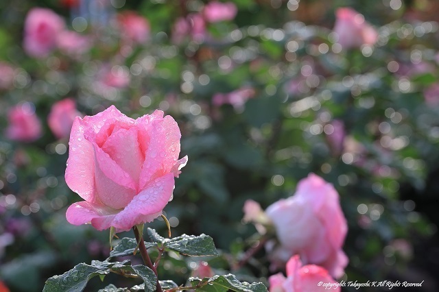 5D4_3077.jpg
