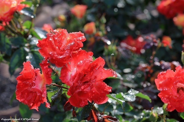 5D4_3087.jpg