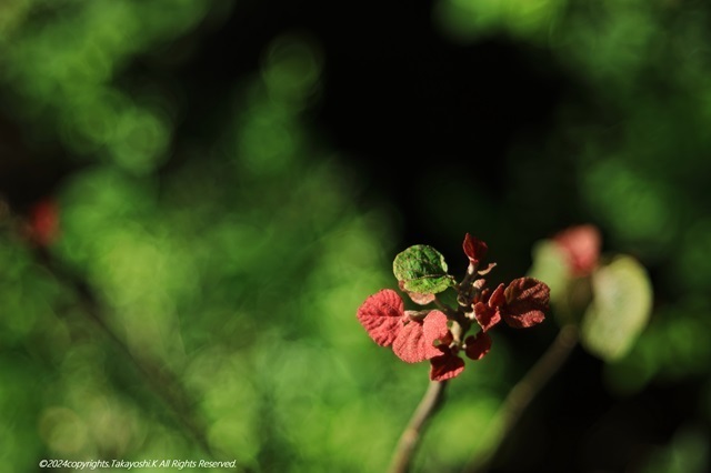 5D4_3100.JPG