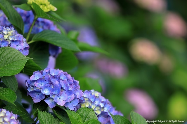 5D4_3226.jpg