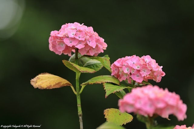 5D4_3268.jpg