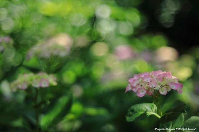 5D4_3447.jpg