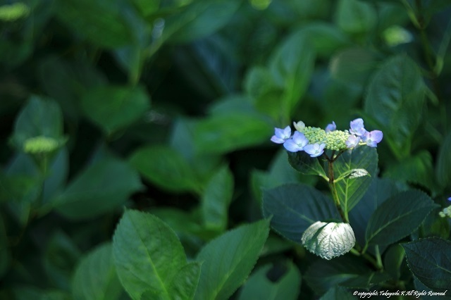 5D4_3451.jpg