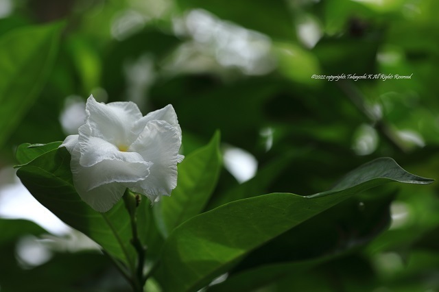 5D4_3467.JPG