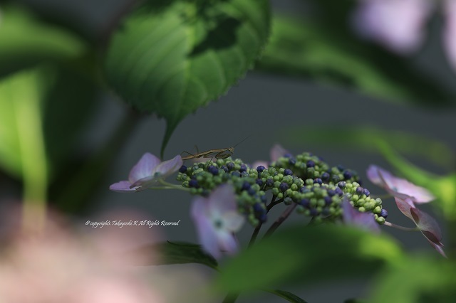 5D4_3597.jpg