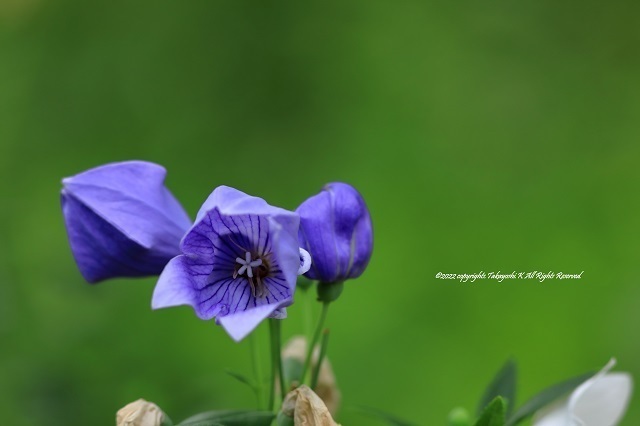 5D4_4691.JPG