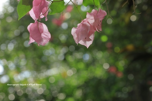 5D4_4919.JPG