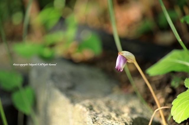 5D4_4948.JPG