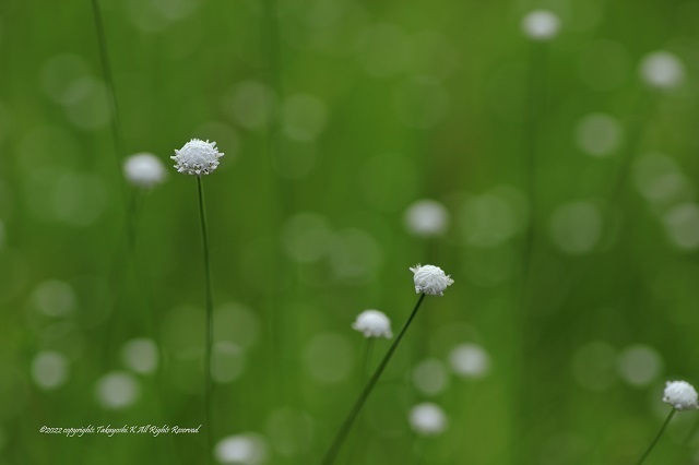 5D4_5456.JPG