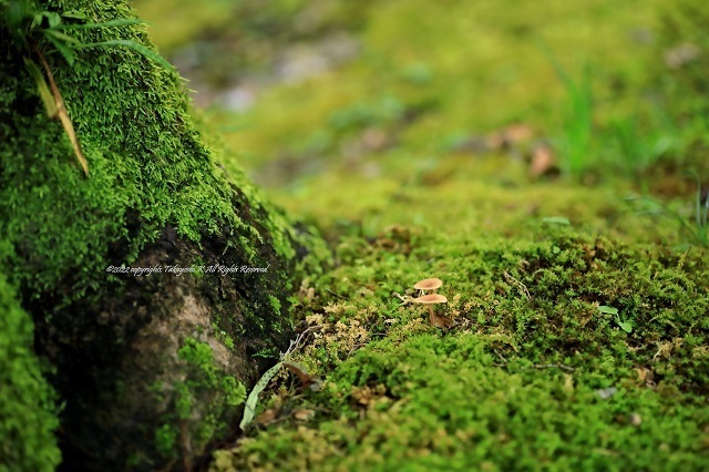 5D4_5515.JPG