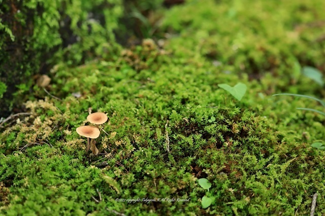 5D4_5529.JPG