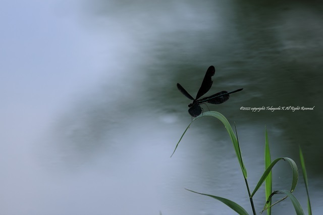 5D4_5626.JPG