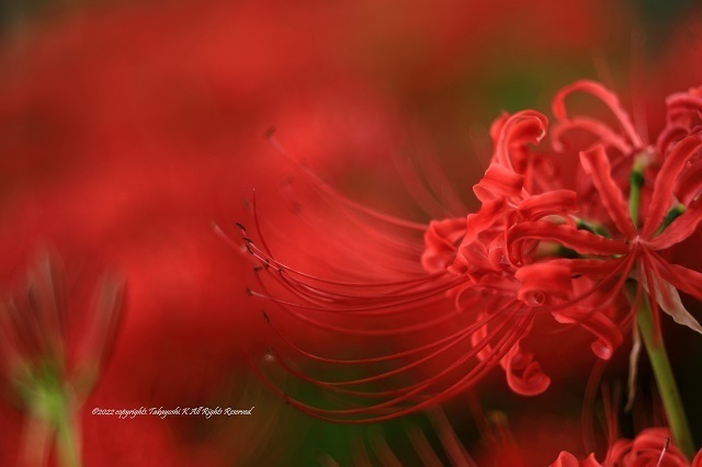 5D4_5703.JPG