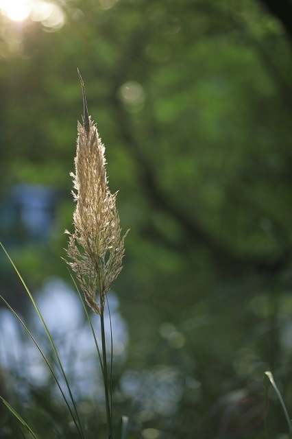 5D4_5810.JPG
