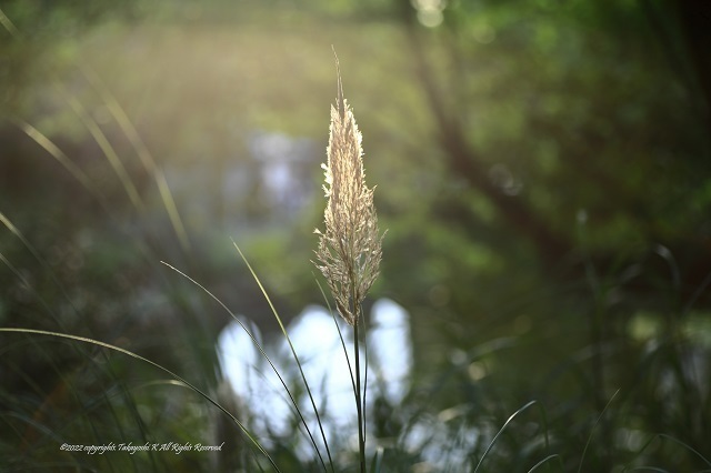 5D4_5817.JPG