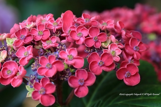 5D4_5840.JPG
