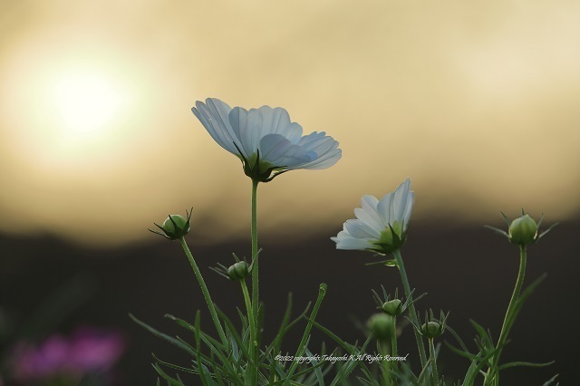 5D4_5991.JPG