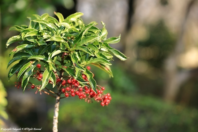 5D4_6026.jpg