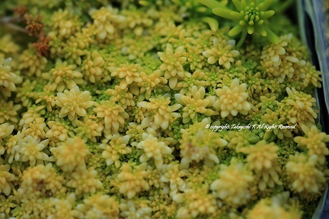 5D4_6032.jpg