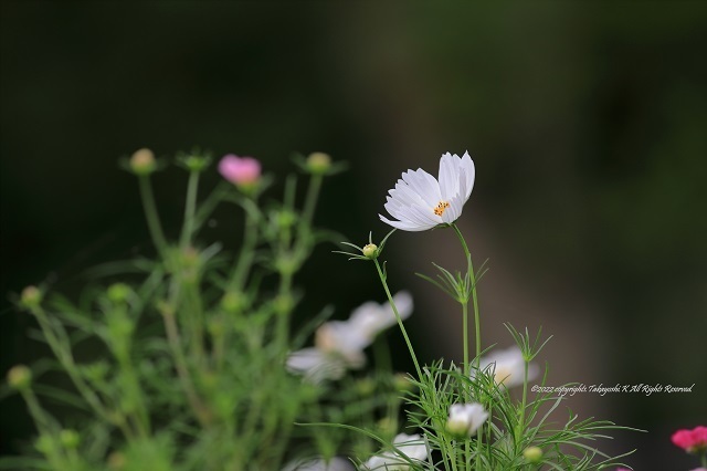 5D4_6142.JPG