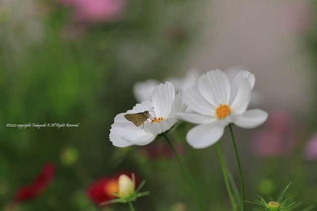 5D4_6158.JPG