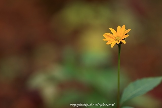 5D4_6253.jpg