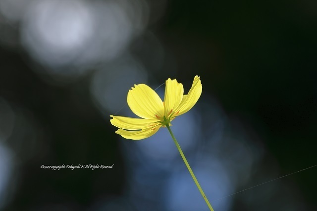 5D4_7313.JPG