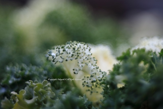 5D4_7364.jpg